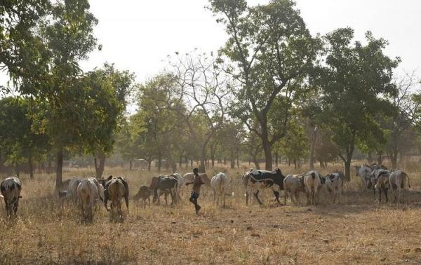 Grazing in the dry season: searching for biomass (Houet province, Burkina Faso, end of November 2016) © Rik Schuiling / TropCrop-TCS